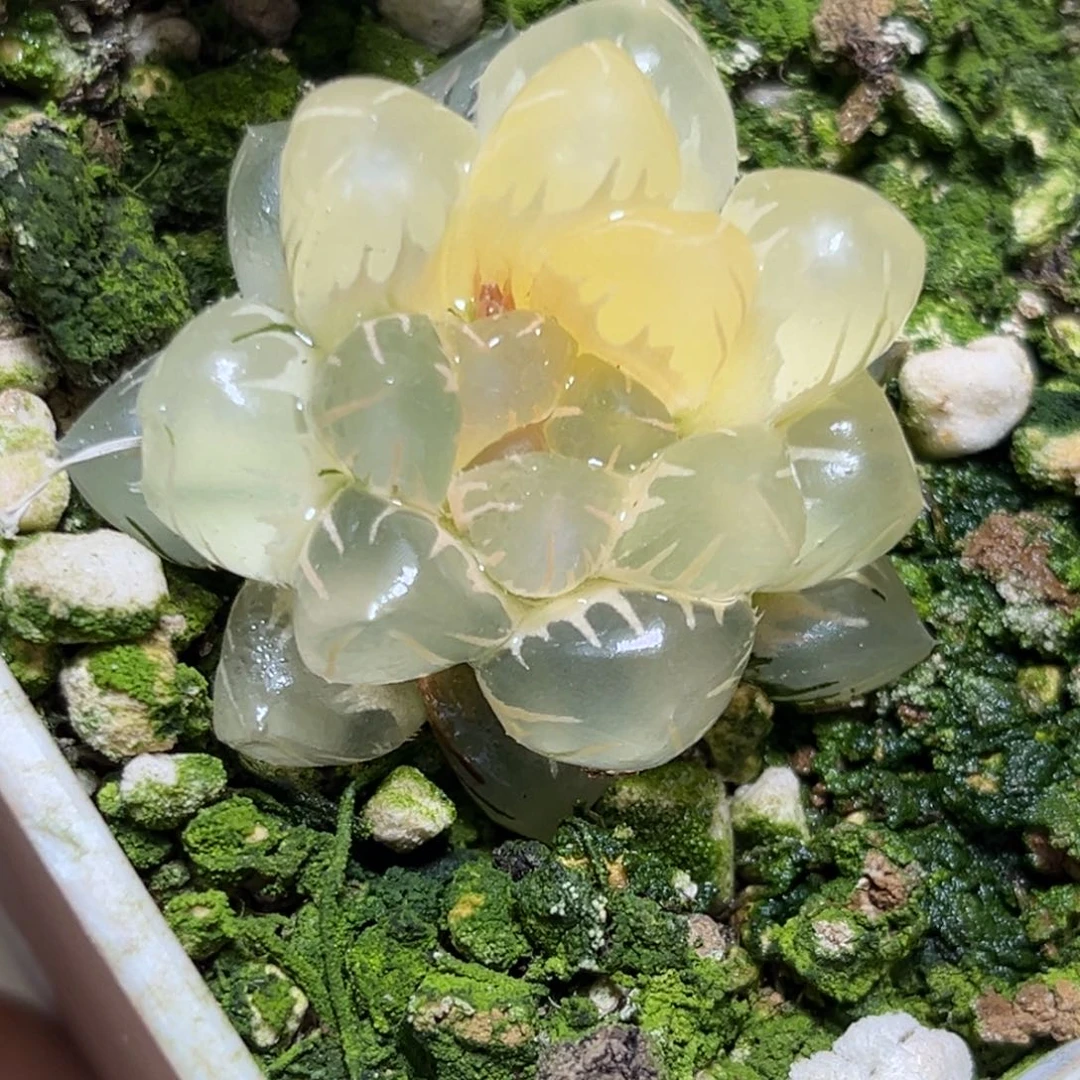 恭喜发财大吉大利0287