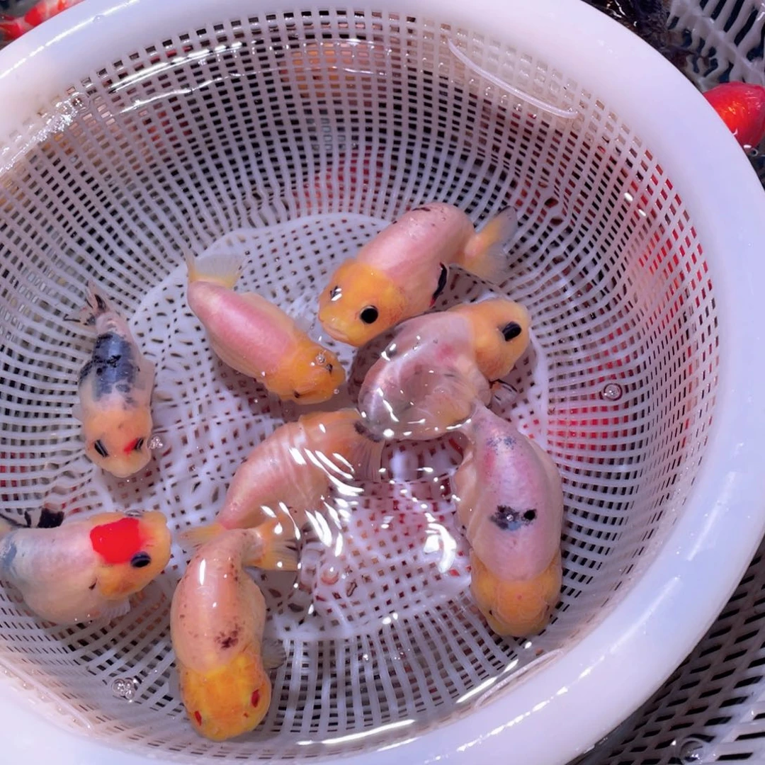 金鱼东海龙王传说中的色