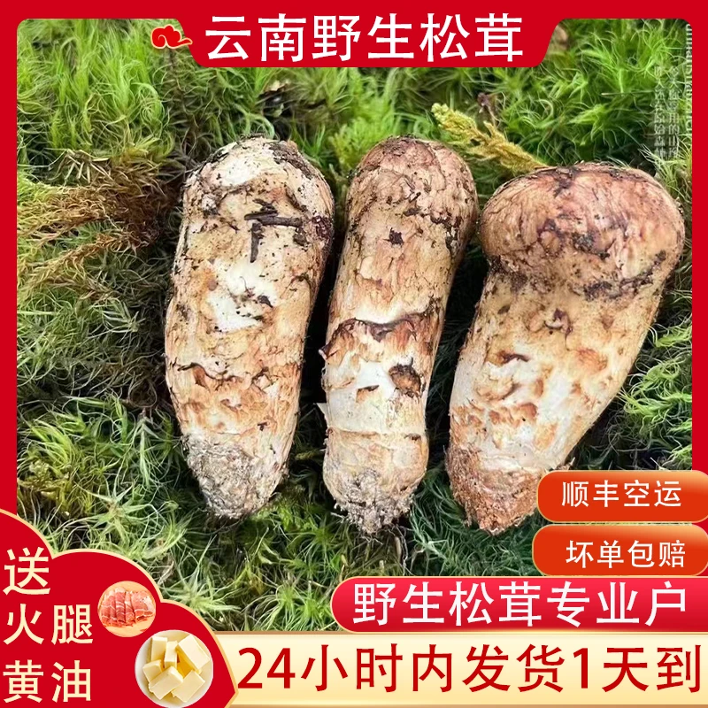 买一斤送一斤2025年正宗香格里拉新鲜松茸菌产地现货