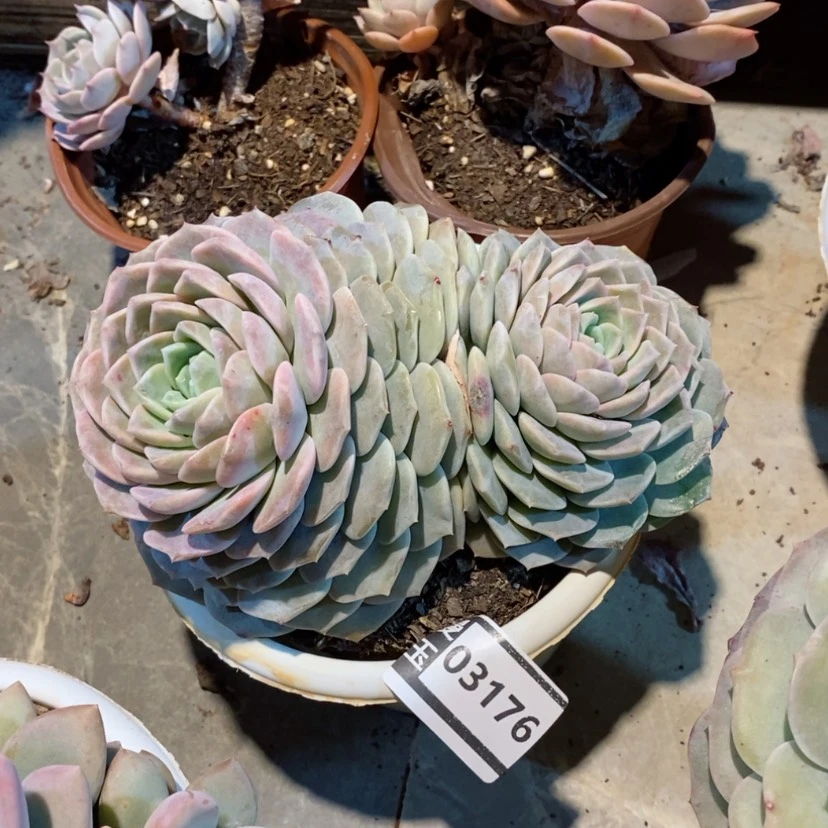 【闪购商品】冰魄03176