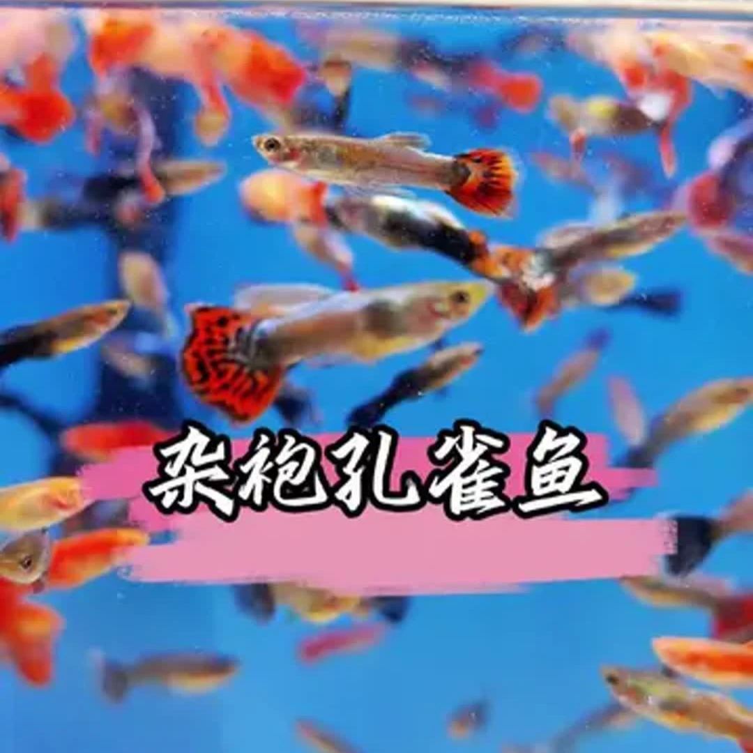 杂袍孔雀鱼练手鱼鱼粮小型热带鱼直接生宝宝胎生鱼皮实好养