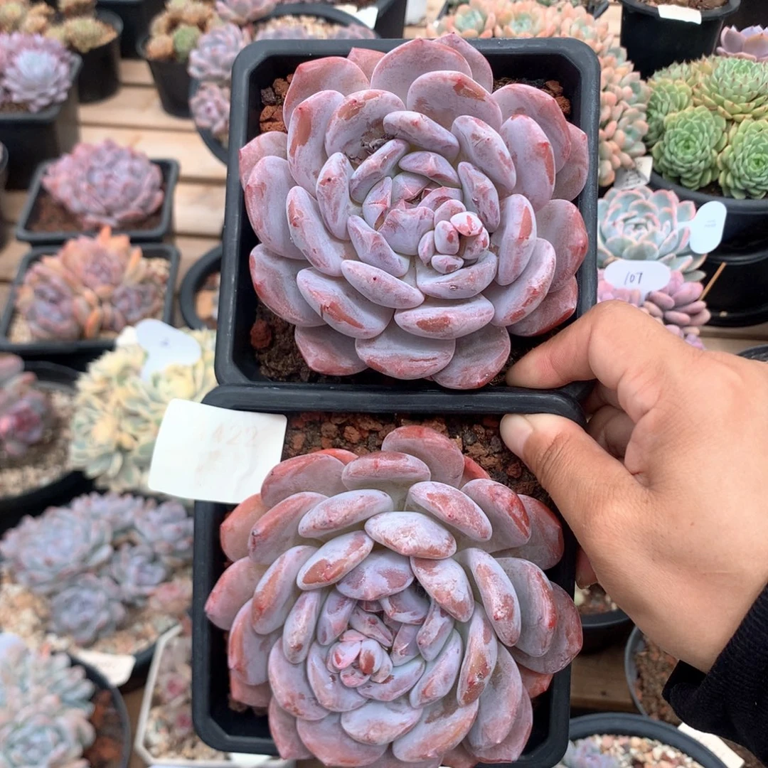 10.5厘米粉溏心星影两颗 特价 4422