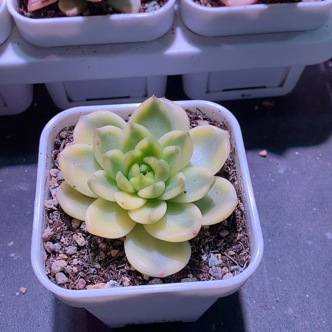 晴空珍妮锦多肉植物