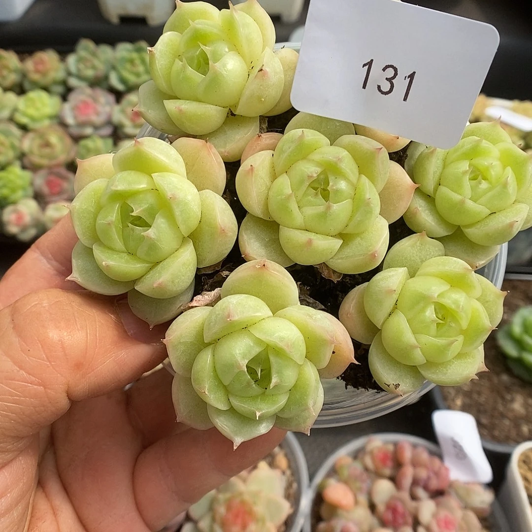 一物一拍一物一拍103-131
