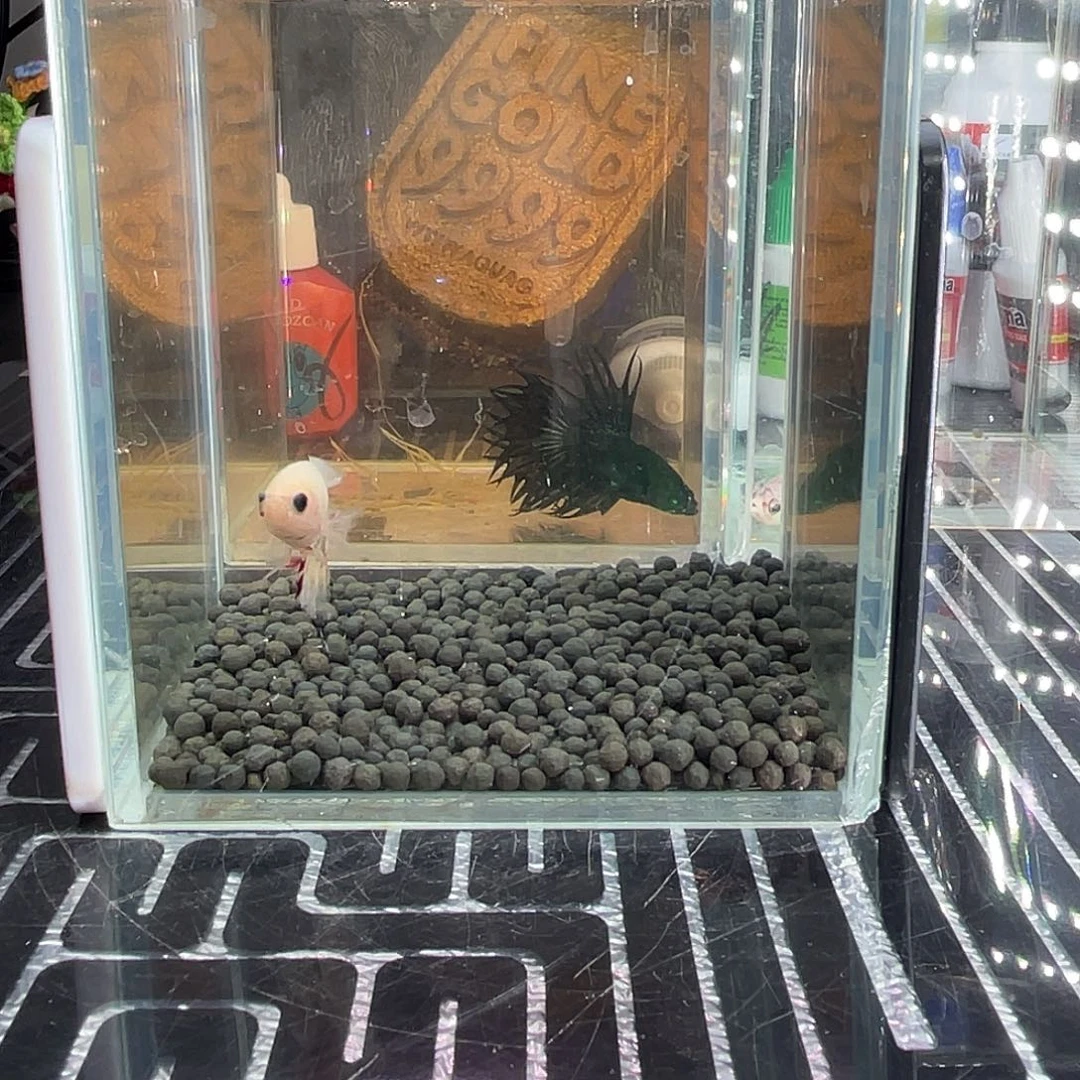 斗鱼26号1123早万兰达