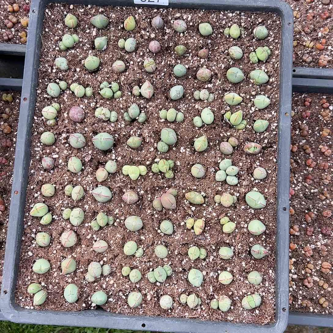 0000量拍以下1竖列少将不低于12颗