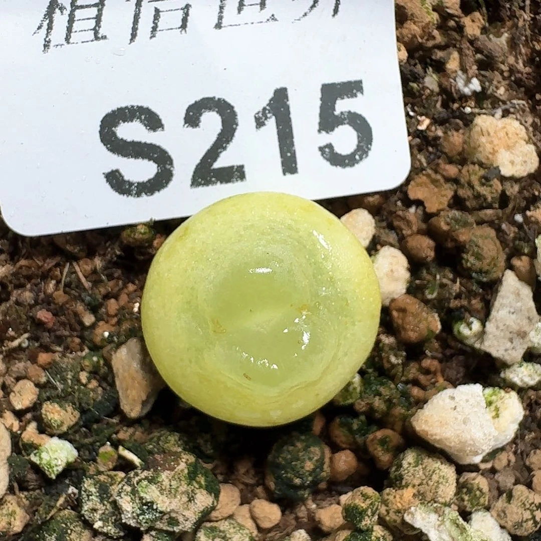215号多肉植物哇d f