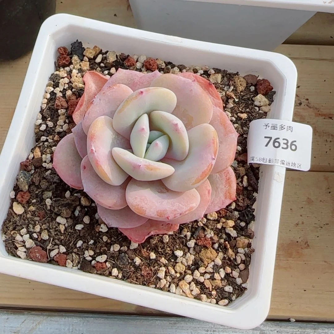 咻*奶茶，7636多肉植物