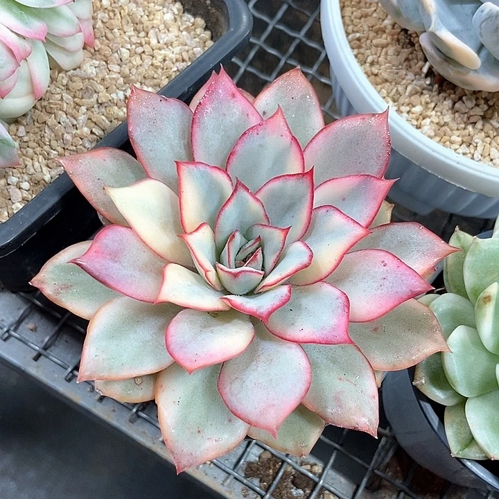 月光女神锦多肉植物