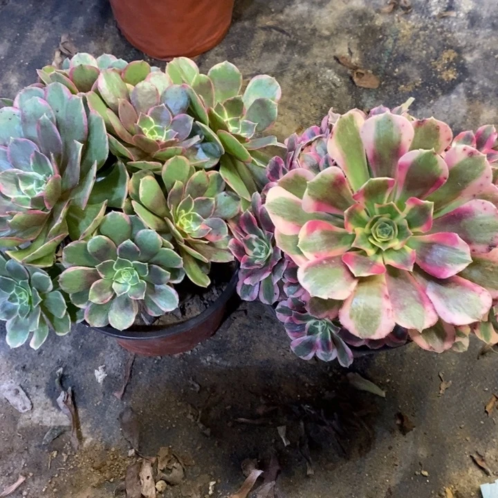 两盆多肉断头不包273