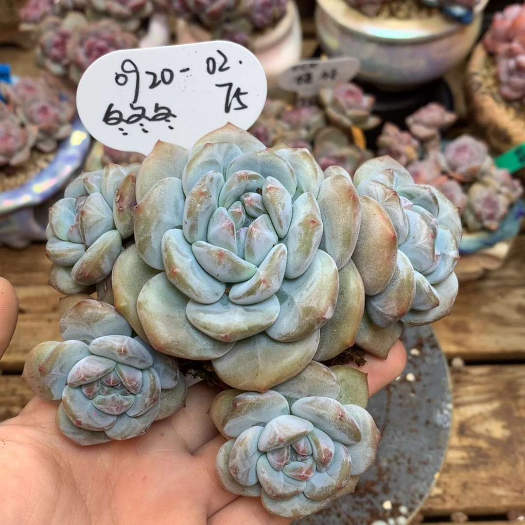 冬***冬092002 冬冬 专拍突尼斯