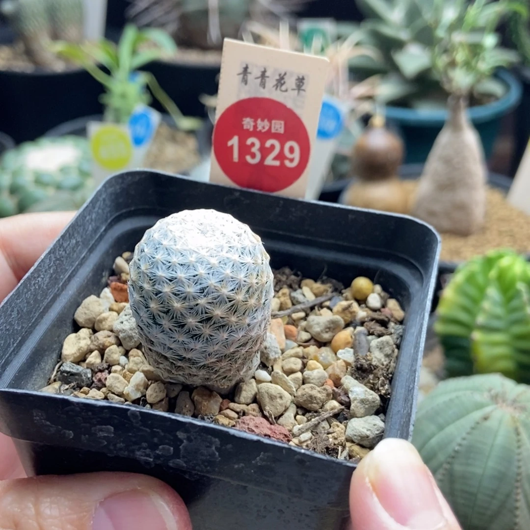 实生白鸟2.3cm一棵仙人球