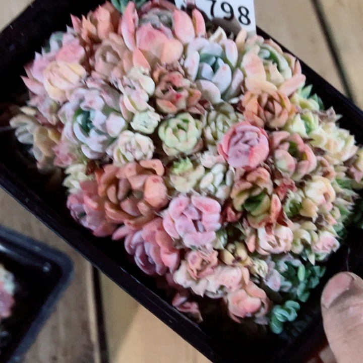 多肉植物多肉植物