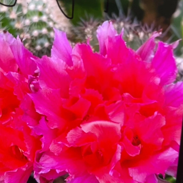 幻羽侧芽5公分以上满18包邮