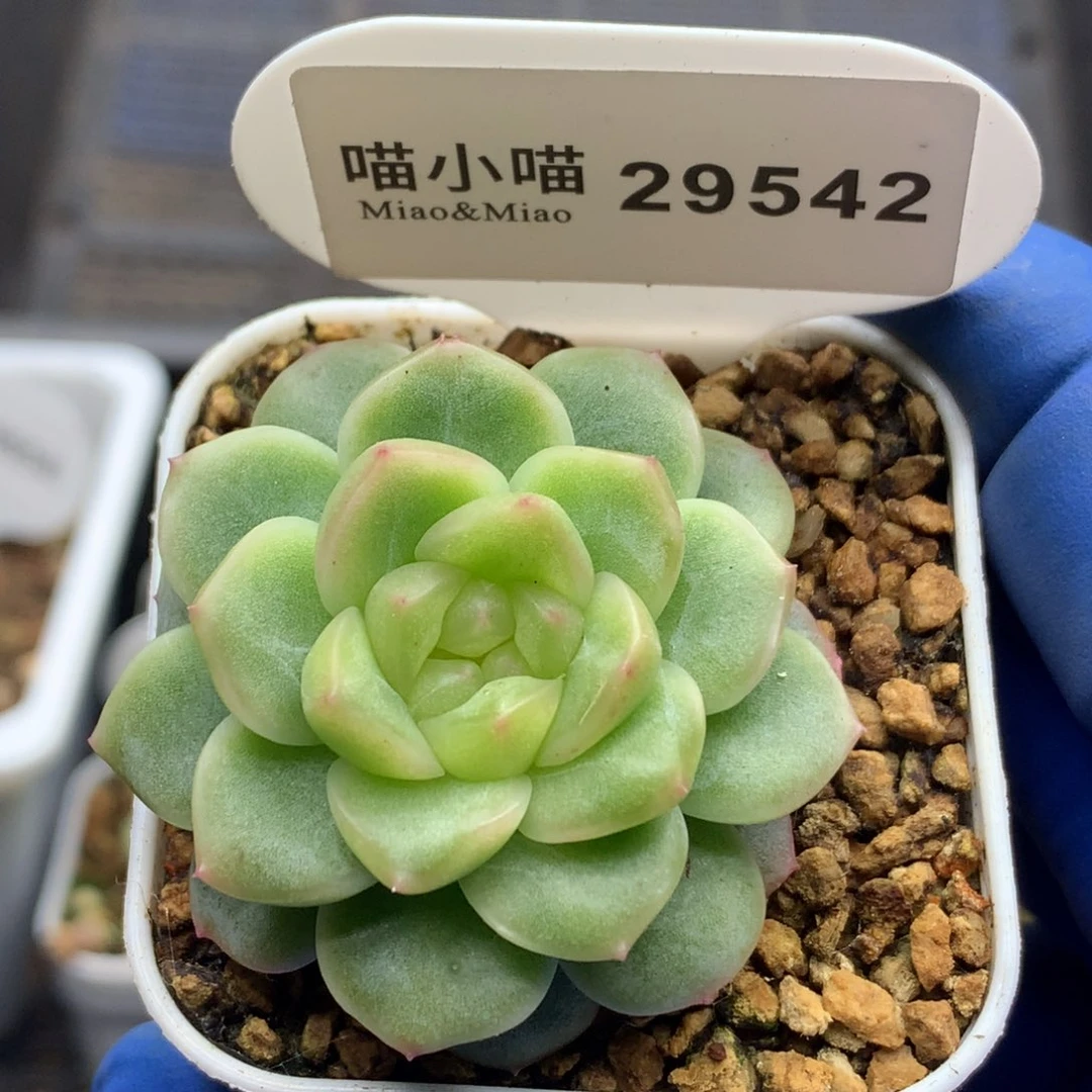 多肉植物杂交珍妮