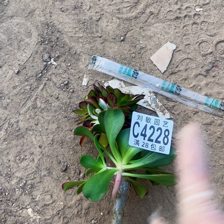 ?****4228多肉植物法师法师法师