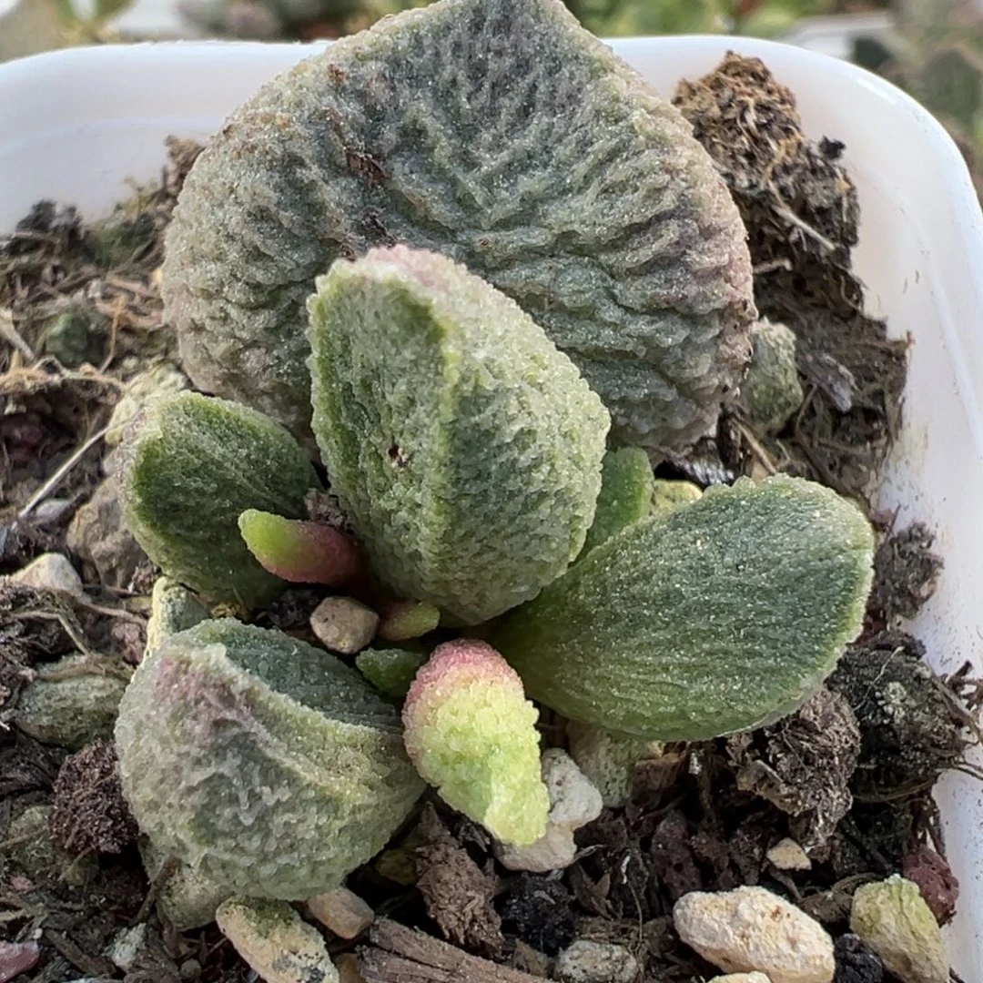 小***子福利款巨猪宝大苗多肉植物水泡