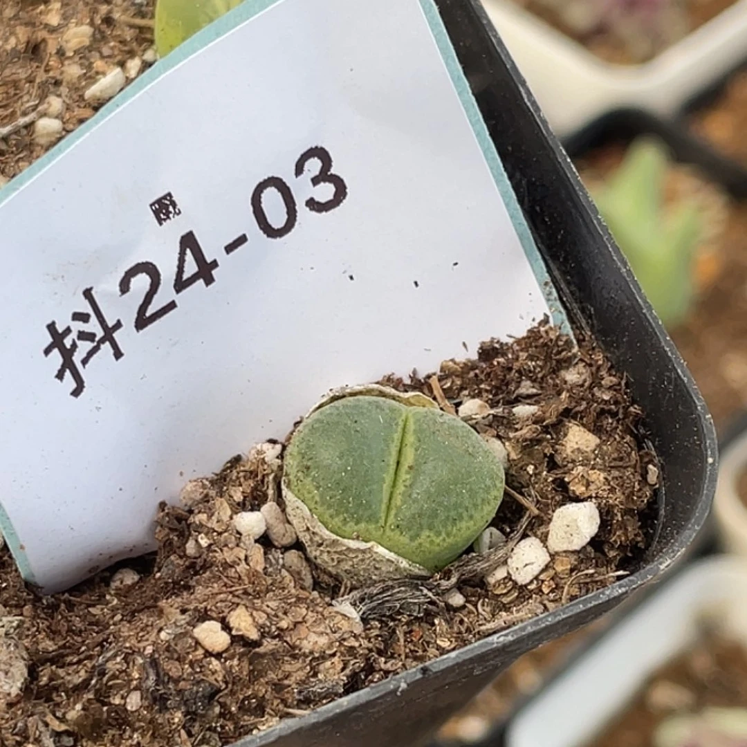 水***冻24-3肉锥多肉植物