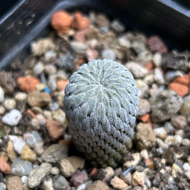 精巧丸自根带盆仙人球多肉植物绿植盆栽花卉龙舌兰十二卷