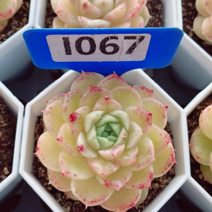 蛋黄酥6cm多肉植物