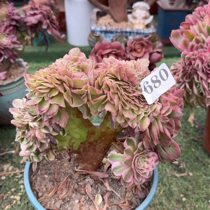 倾城法师锦缀化680微瑕