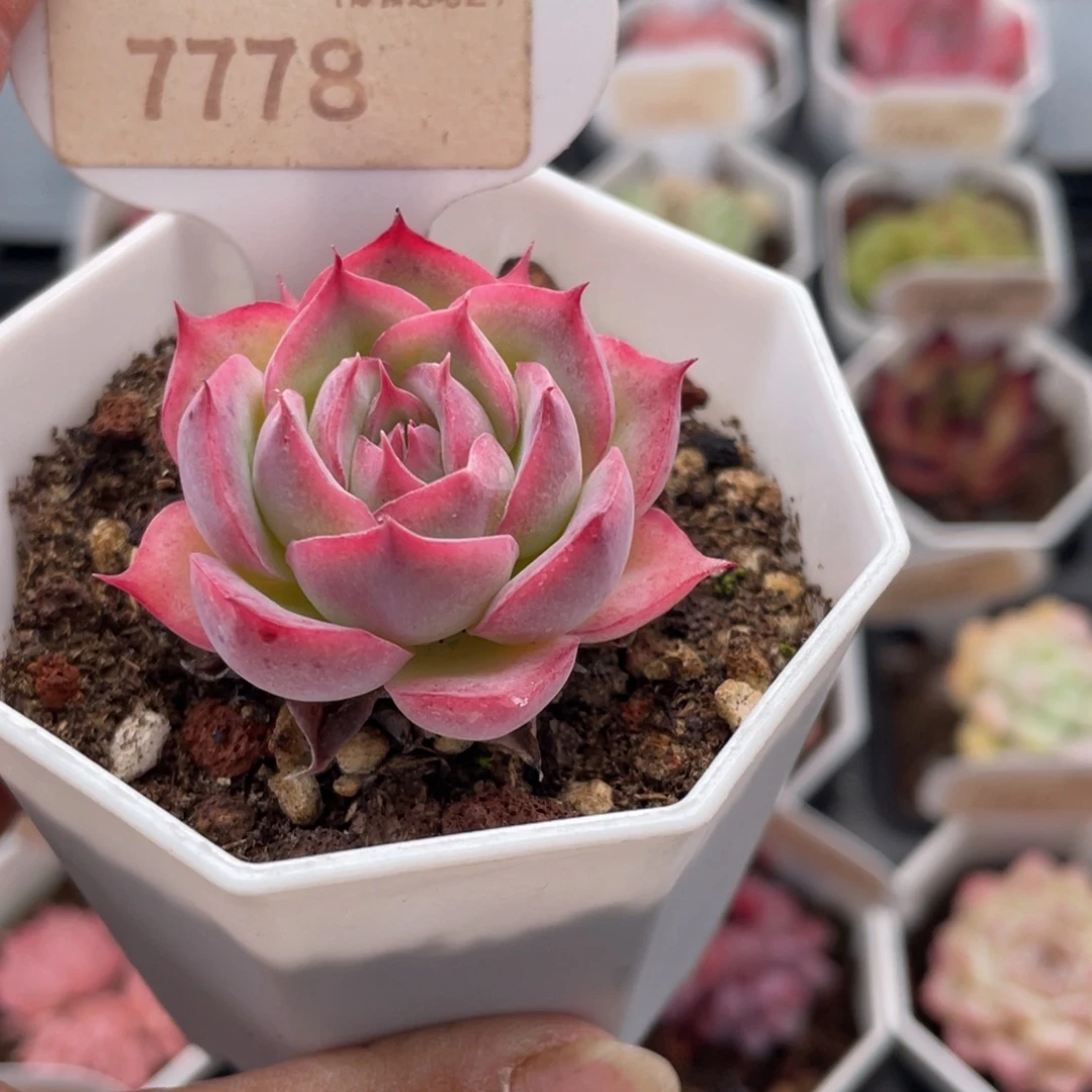 孤星7778-4.0厘米