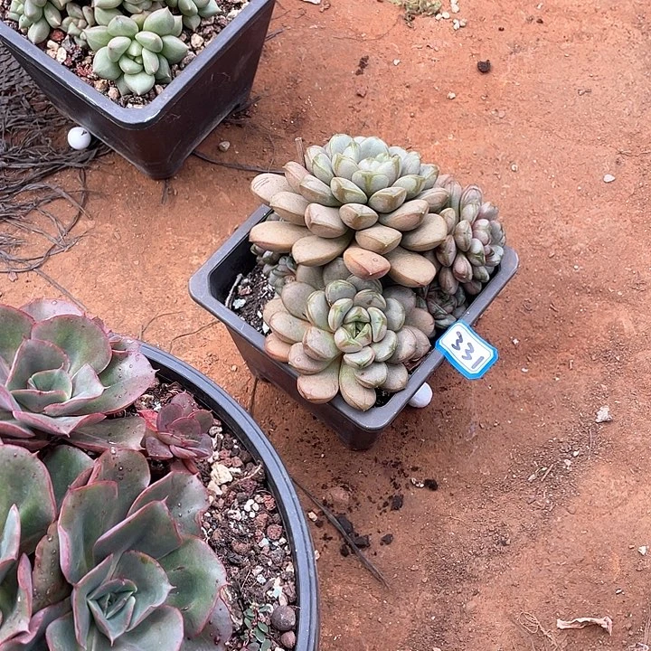 331葡萄 一物一拍多肉