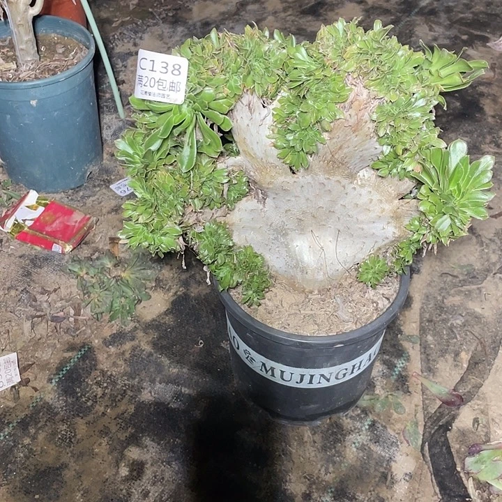 138原始绿缀化有伤多肉