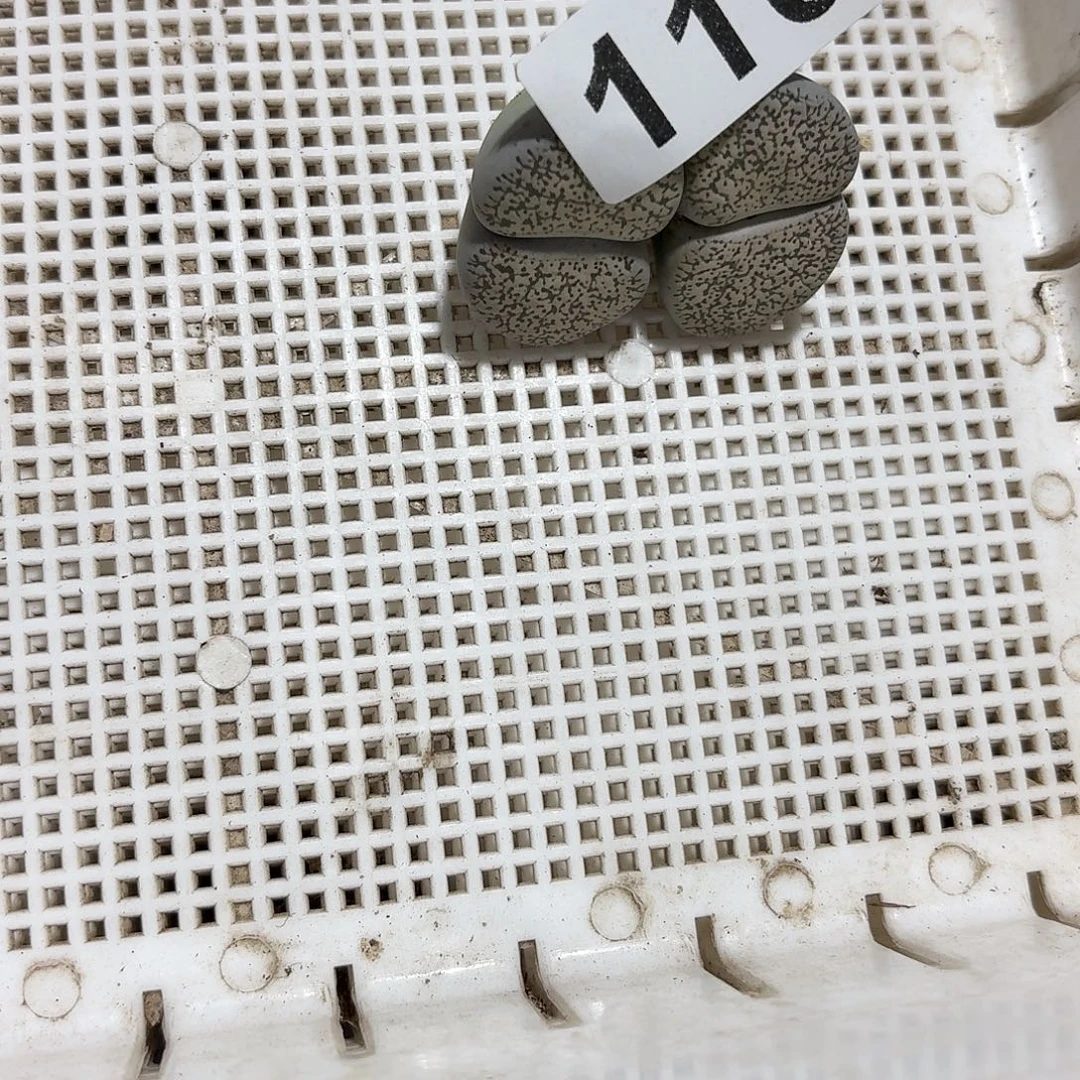 小***亭生石花一物一拍110