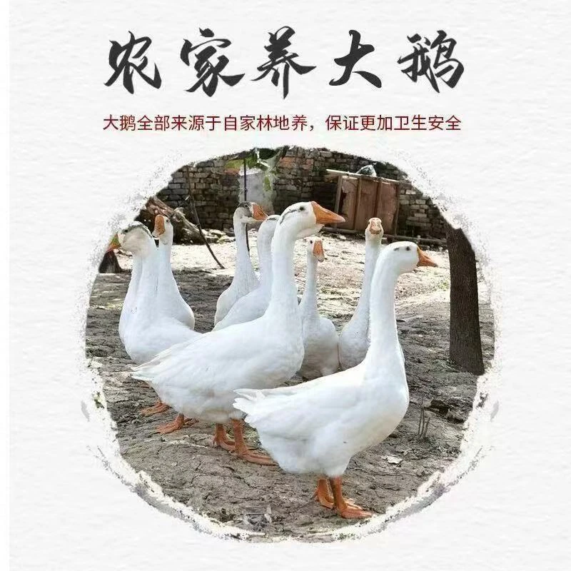 《小吴农场》农家现捡现发新鲜单黄土鹅蛋一箱12个新鲜大鹅蛋