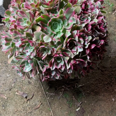 哈*多肉植物无名氏锦。