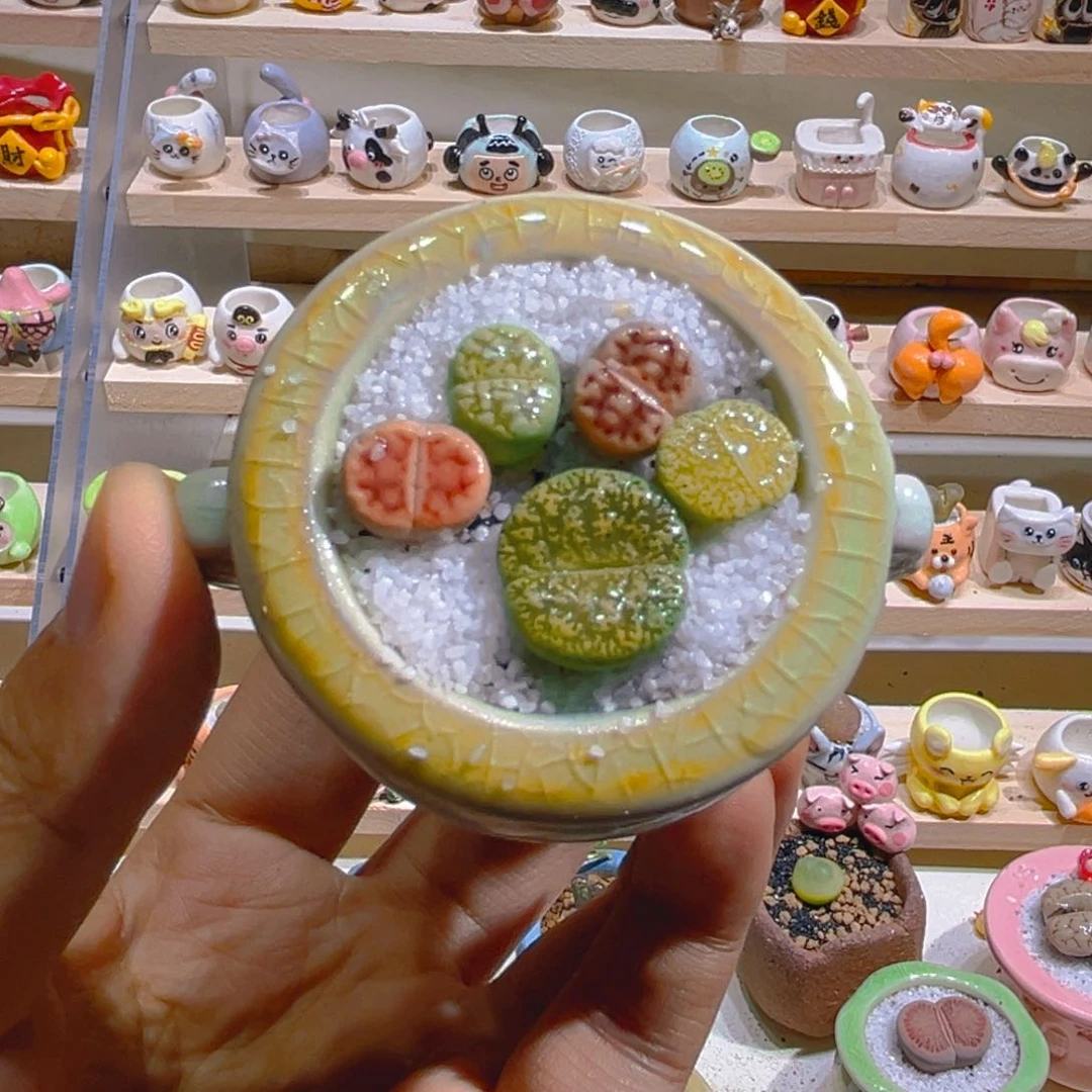 027高端多肉带盆土一套9.9