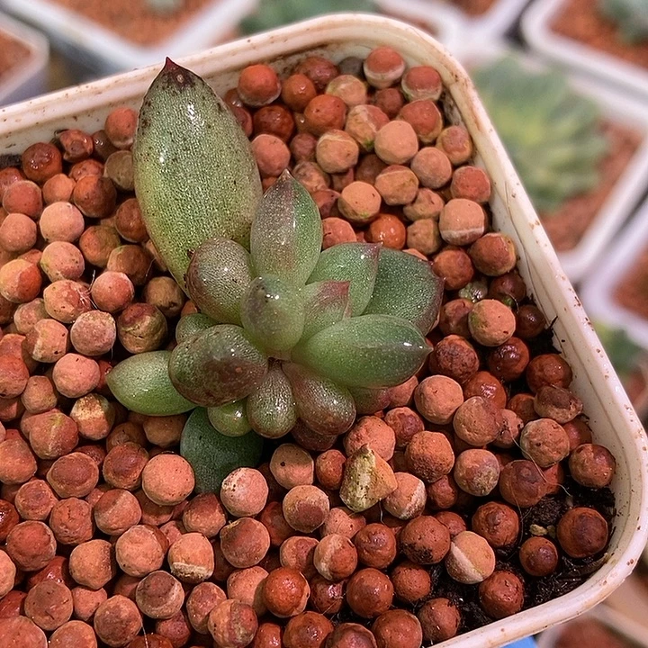 红蜻蜓锦多肉植物