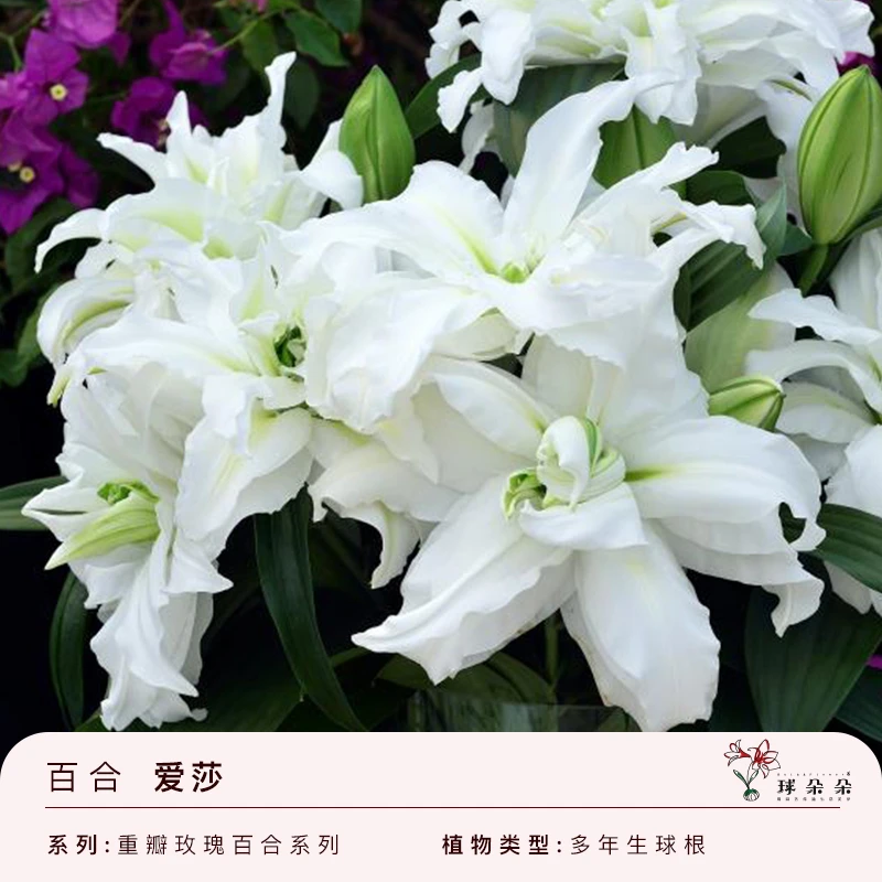 球朵朵荷兰进口百合花阳台爱莎幸运一号眼线盆栽鲜花绿植