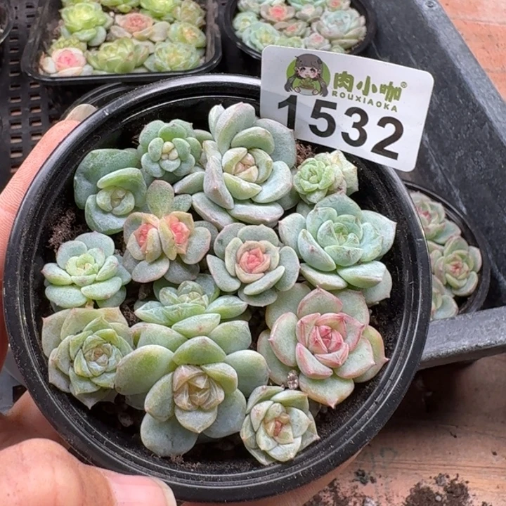 多肉植物多肉植物