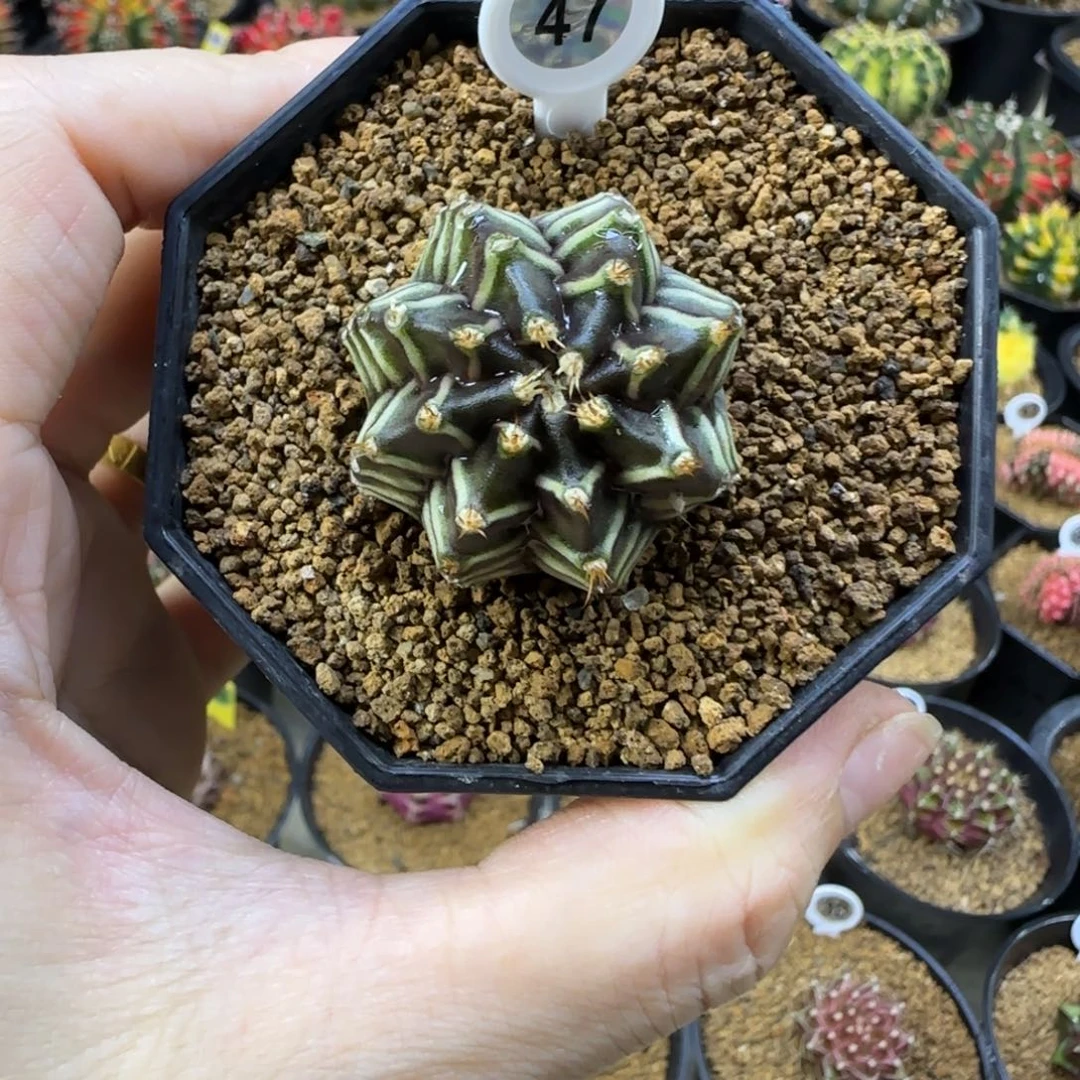 斑马侧芽，福利价哦