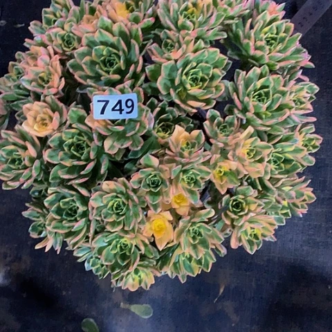 甜茶749脱土发货