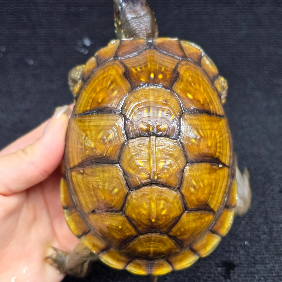 【顺丰包邮】一龟一卡合法养殖 红头花三趾箱龟亚成母 高背个体