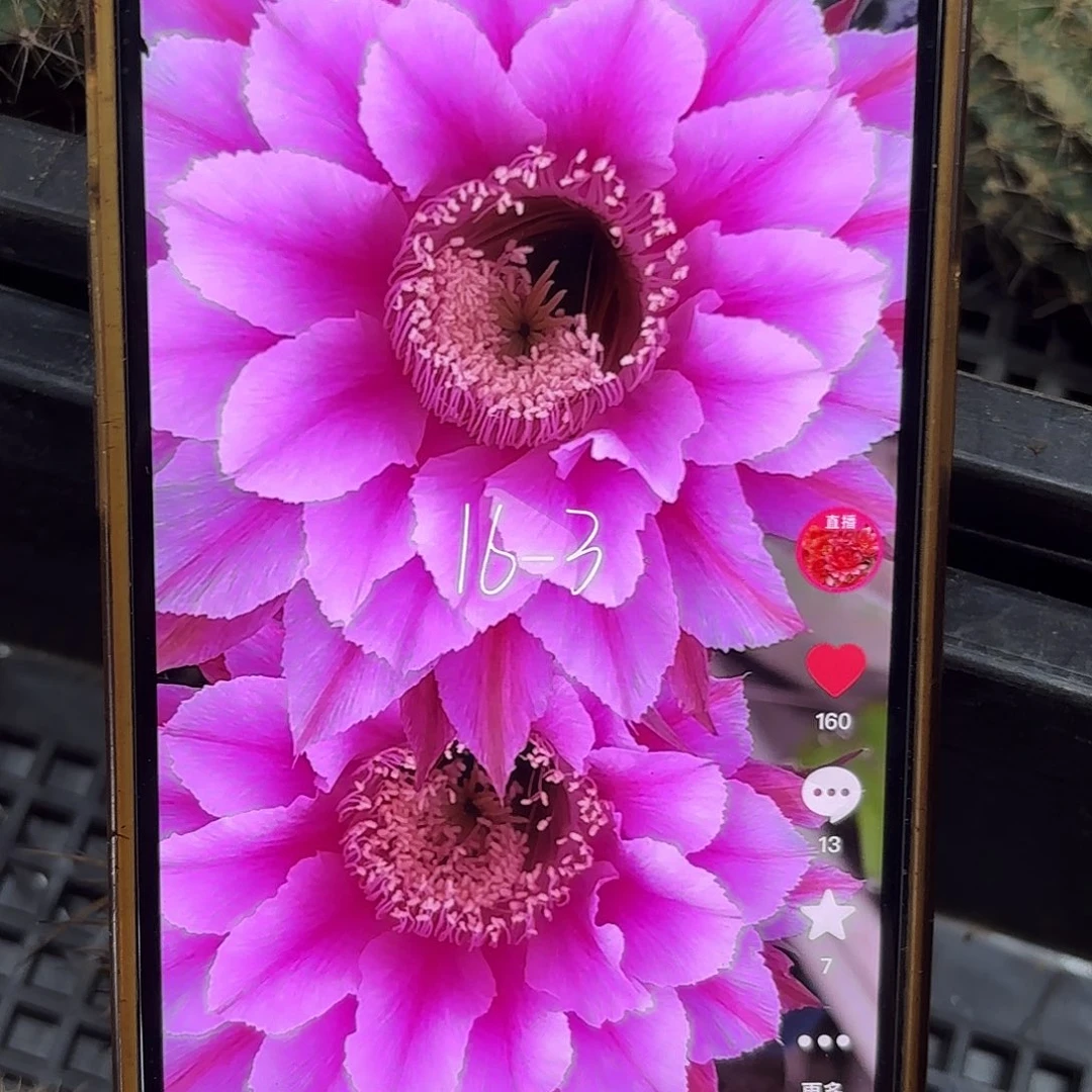 16-3把彩外侧牙20包邮11