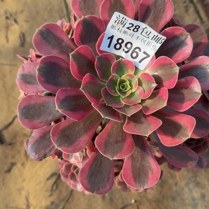 18967美杜莎多肉植物