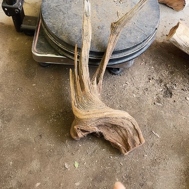 小***童崖柏崖柏崖柏崖柏崖柏