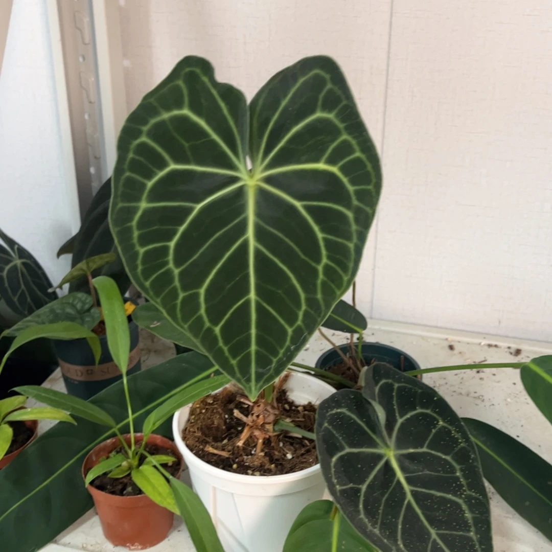 无花朵印尼克莱恩5446
