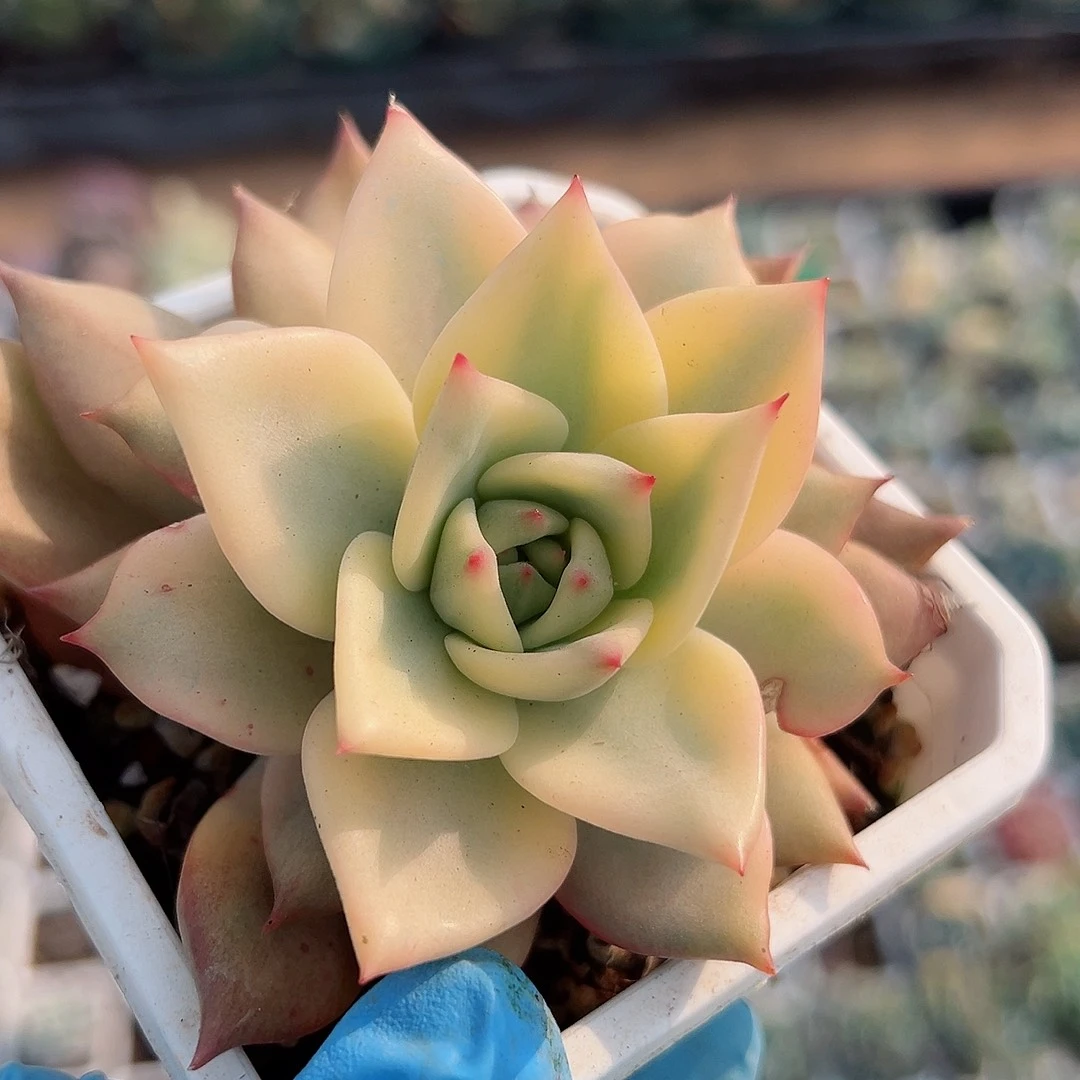 卡梅拉锦，覆轮锦