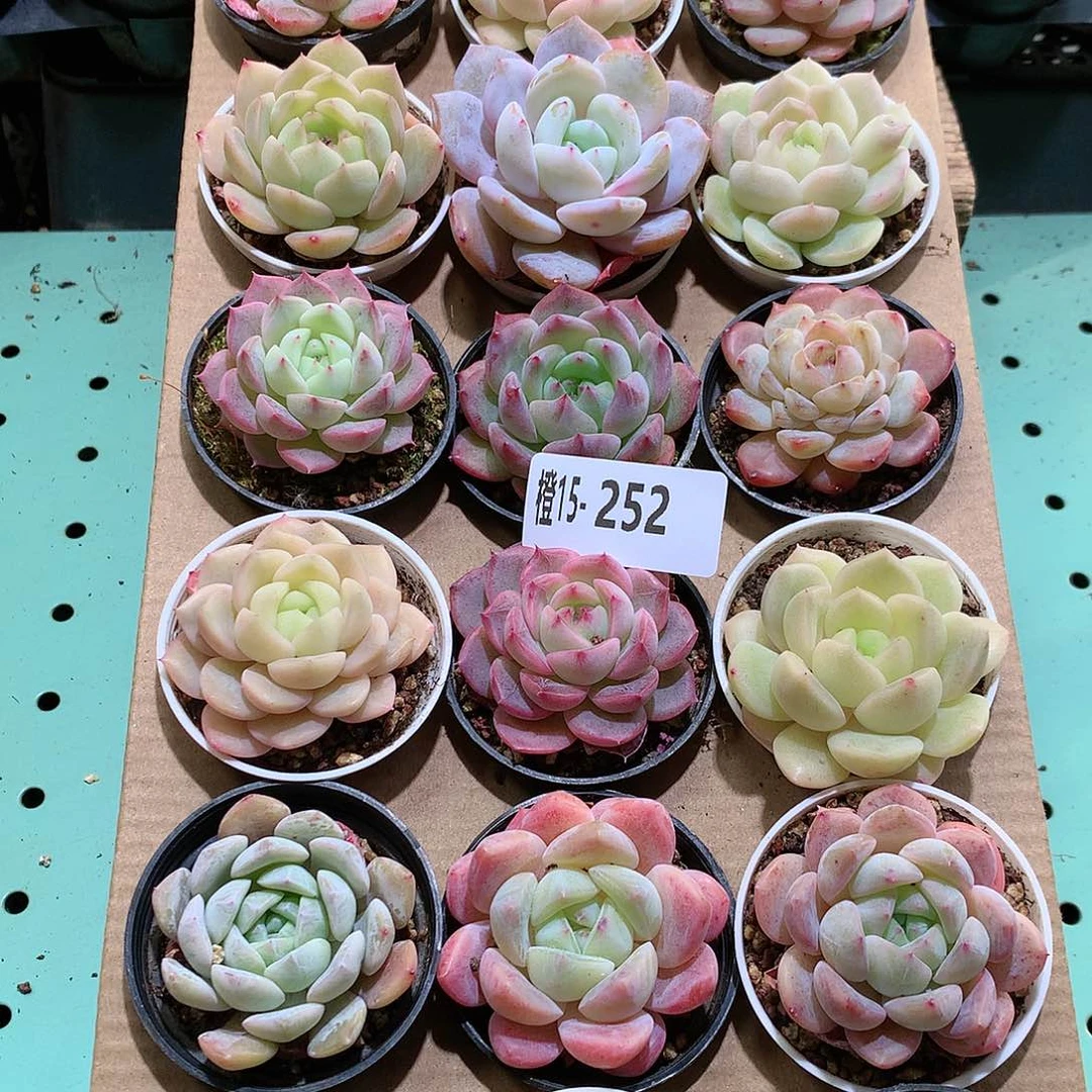 15-252一物一拍带盆18颗。