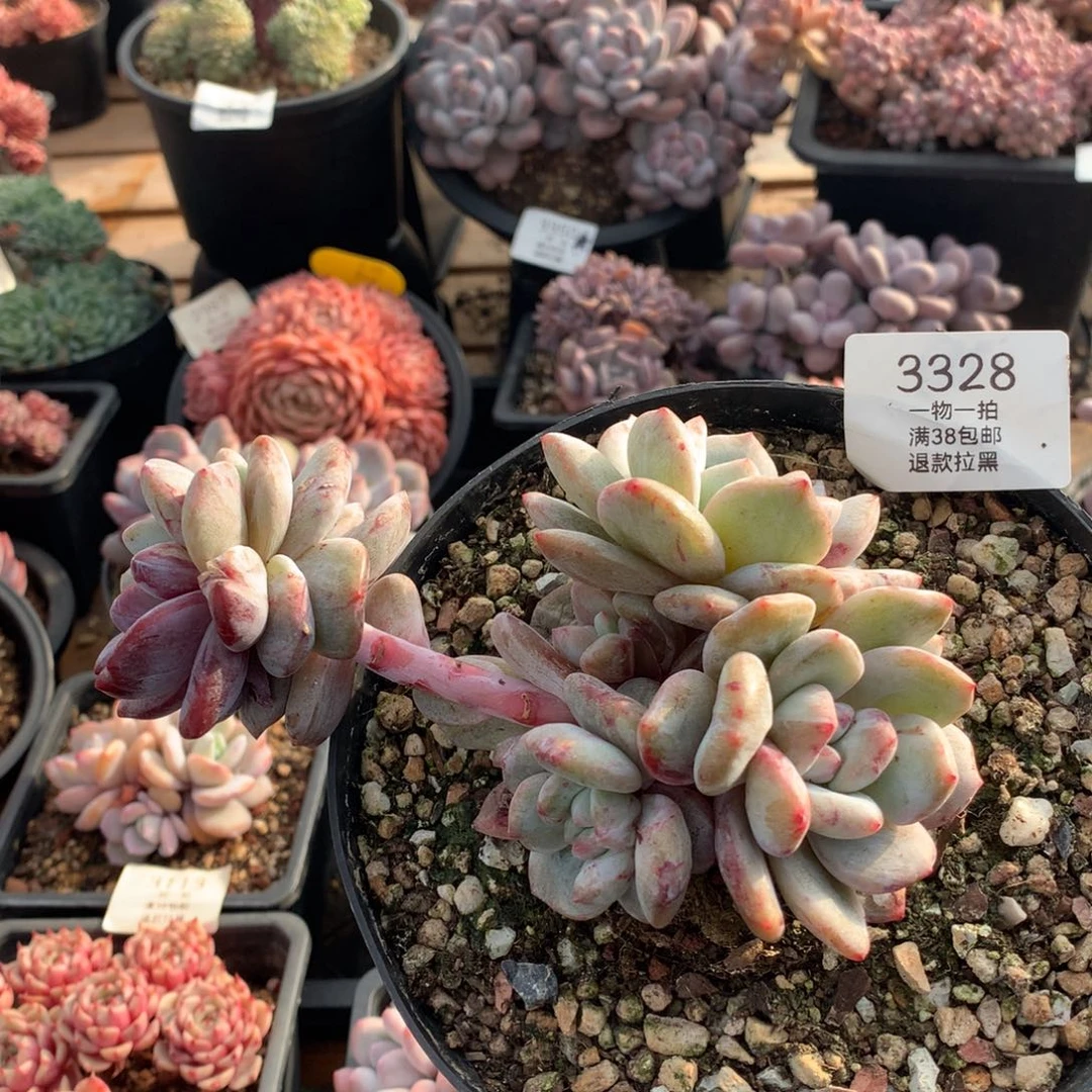 15厘米六头有砍星影石化3328