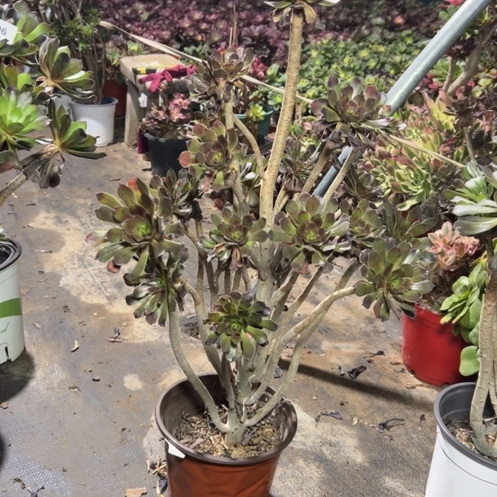 65灰法师多肉多肉多肉多肉