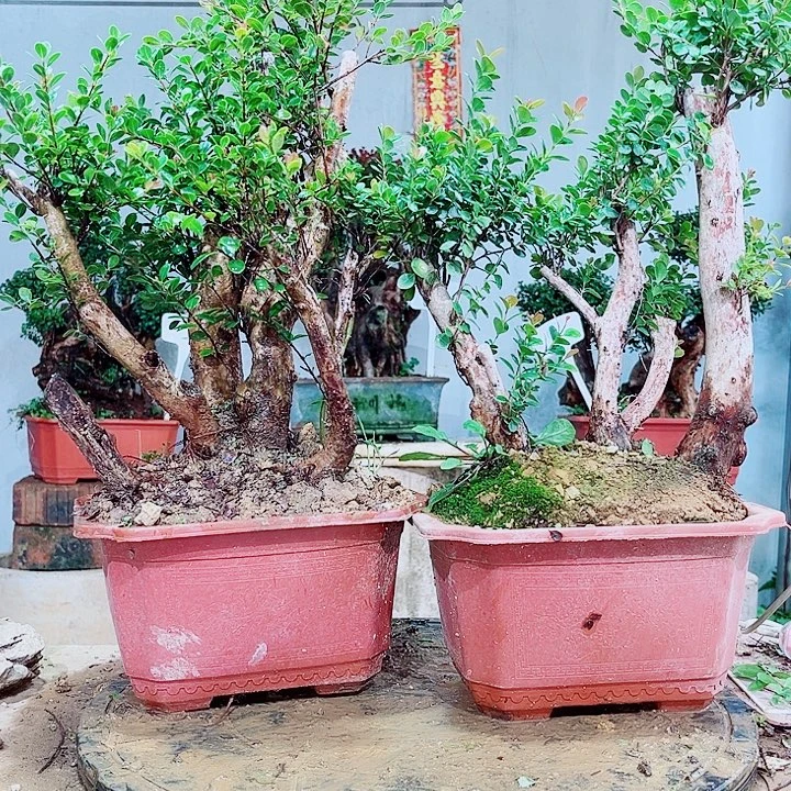 辉***当前无花栽培后可以开花