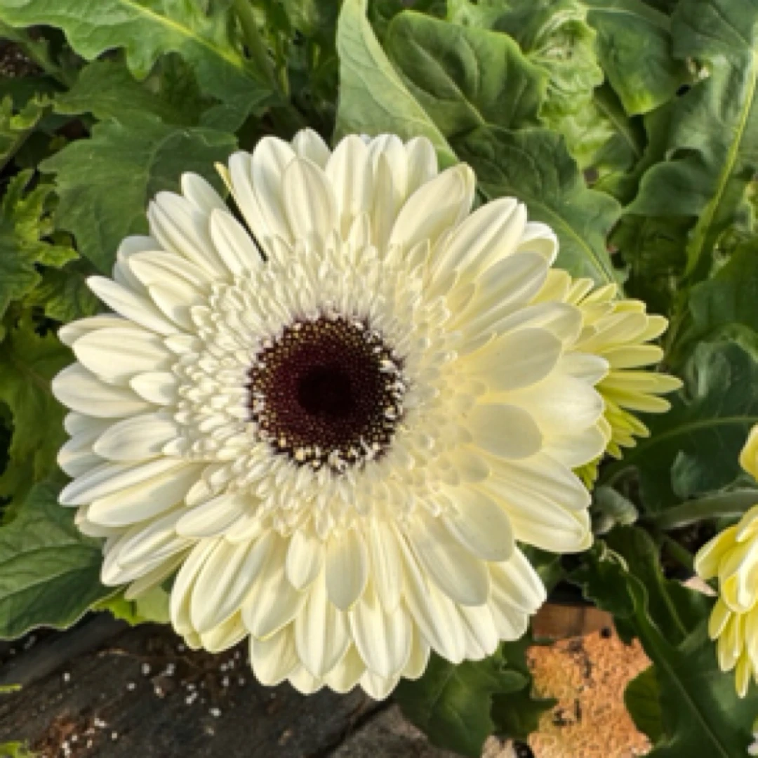 【琥珀】一加仑非洲菊盆栽成品扶郎花带花花苞阳台楼顶花园好养