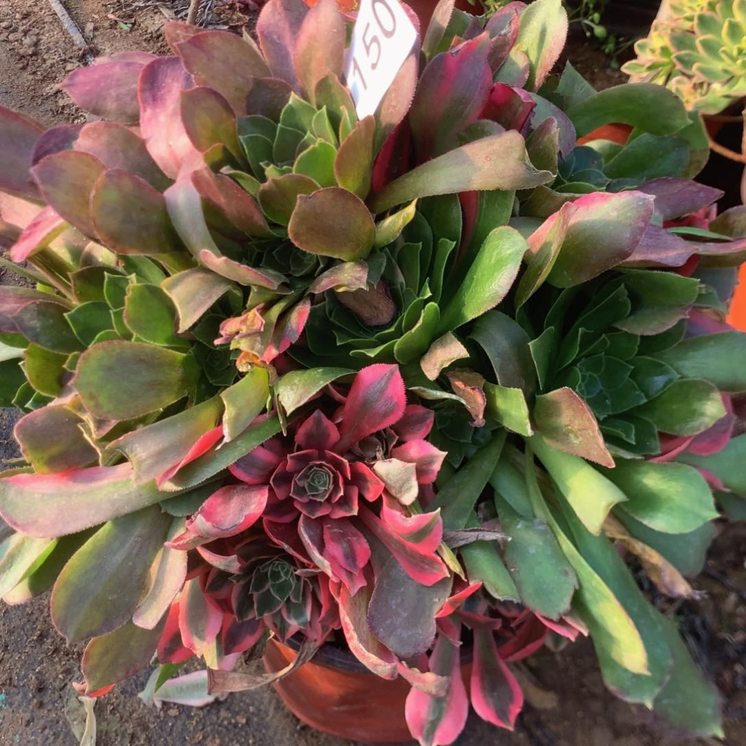 150女妖多肉植物