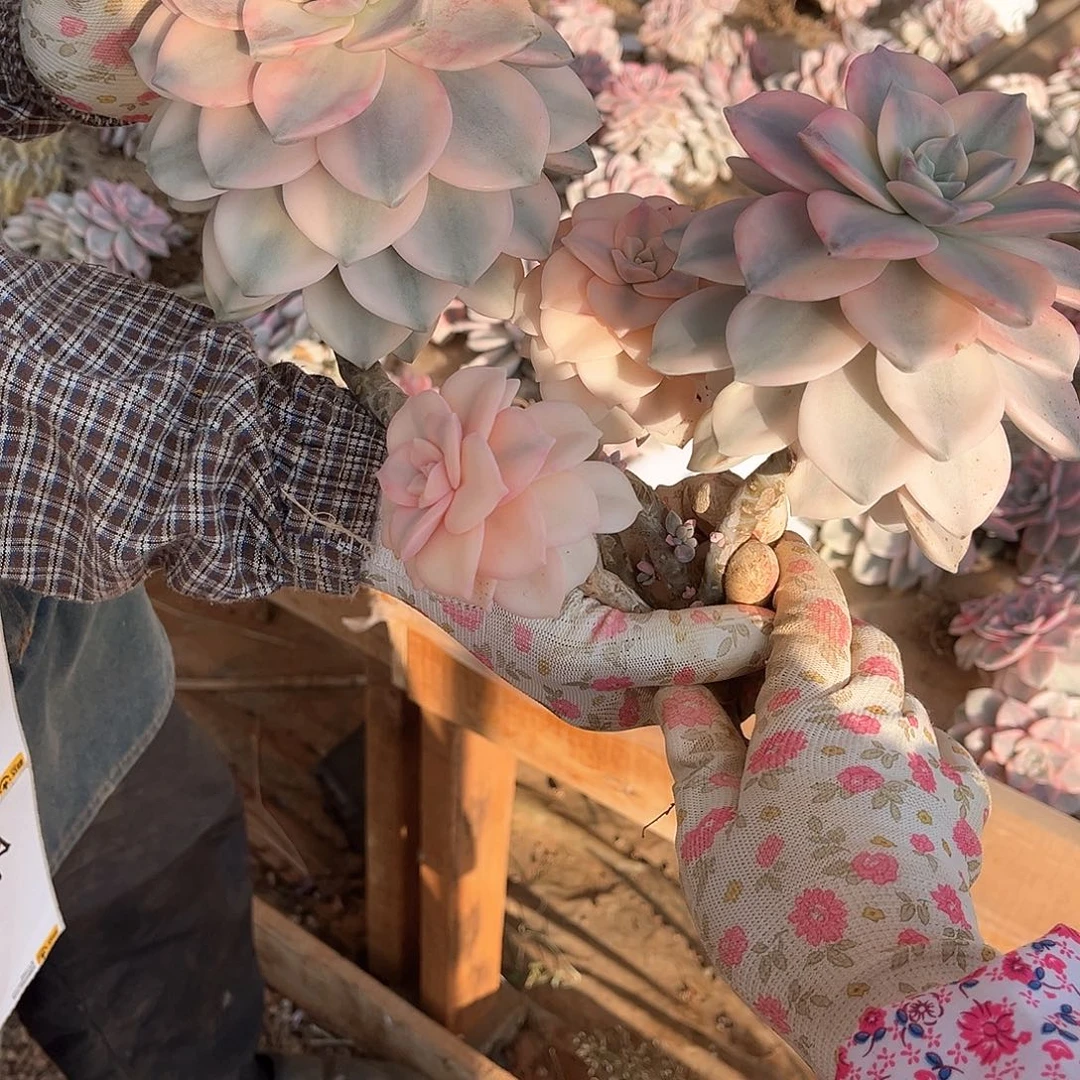 沫*多肉植物紫乐景A40
